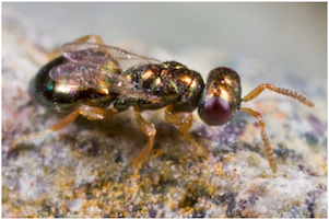 N. vitripennis. Picture by O. Niehuis.